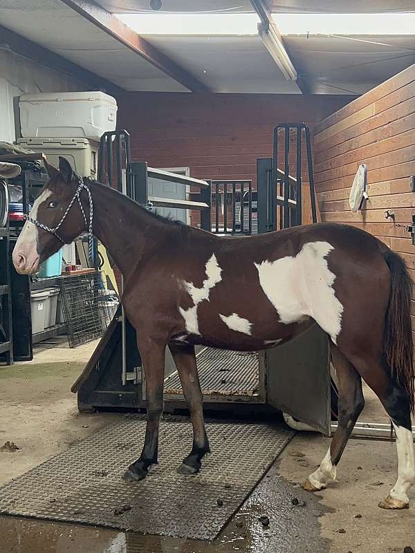 gaited-friesian-pony