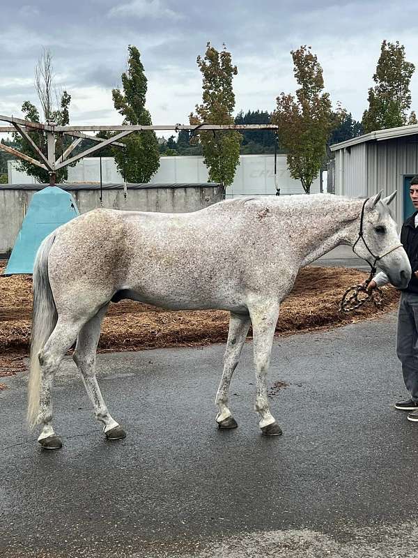 all-around-quarter-pony