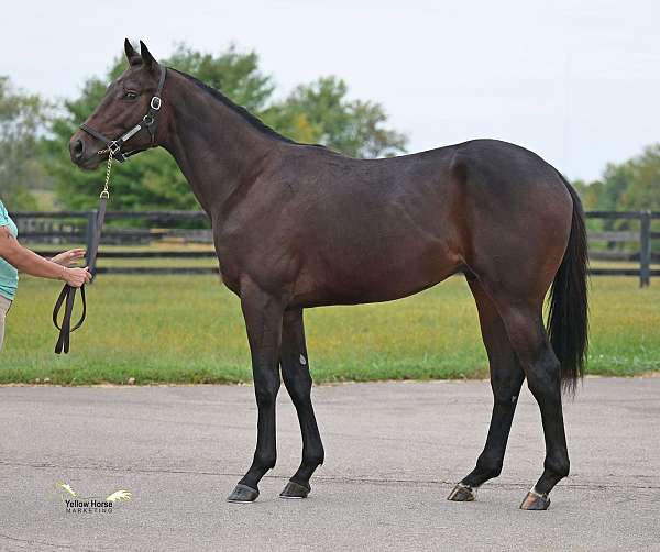 2-white-hind-coronets-horse