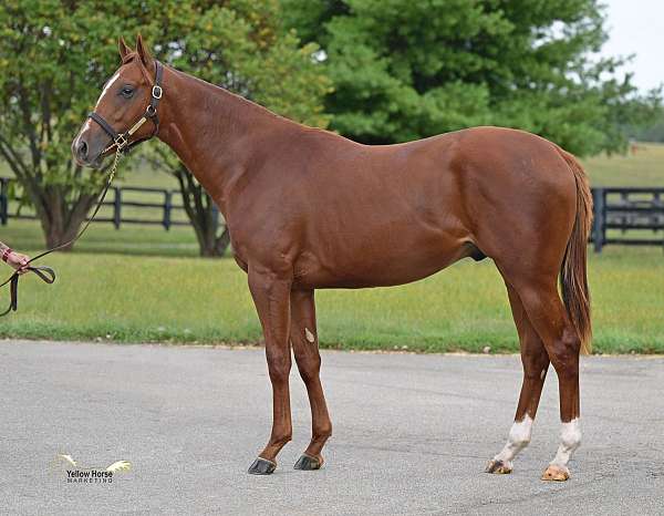 brown-colt-yearling-for-sale