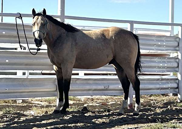 athletic-quarter-horse