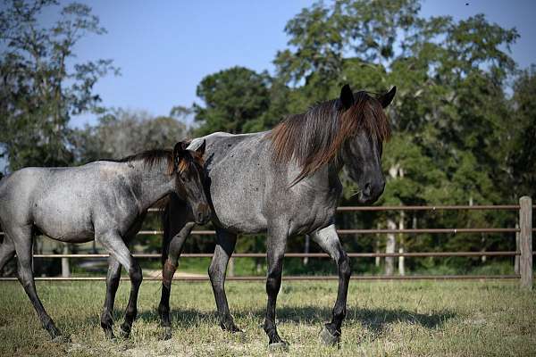 homozygous-black-gene-horse