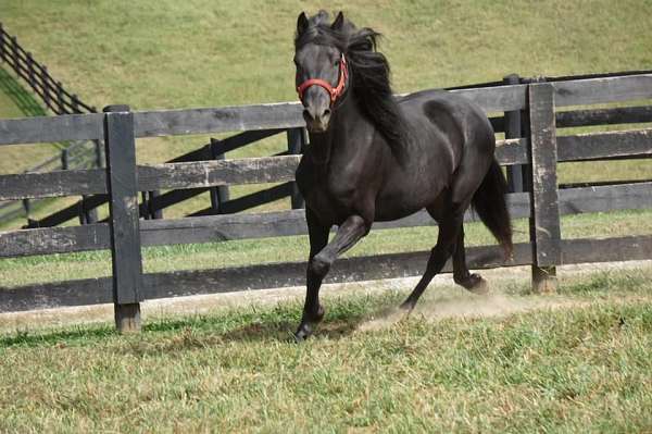 check-him-out-rocky-mountain-horse