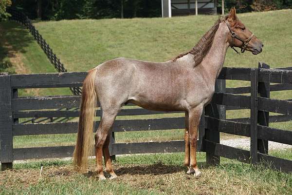 all-around-rocky-mountain-horse