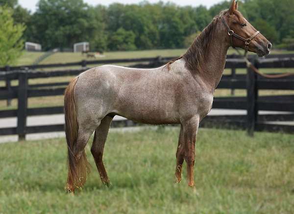 all-around-rocky-mountain-horse