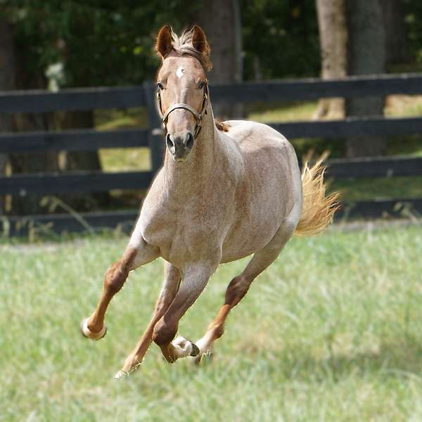 all-around-rocky-mountain-horse