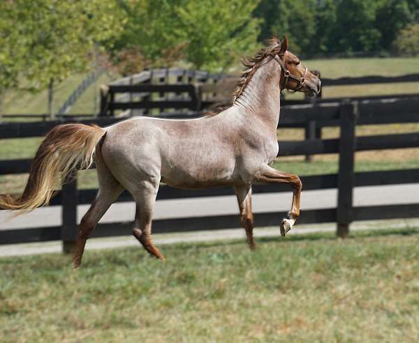 amber-rocky-mountain-horse