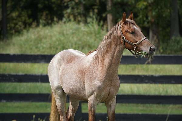 dental-rocky-mountain-horse