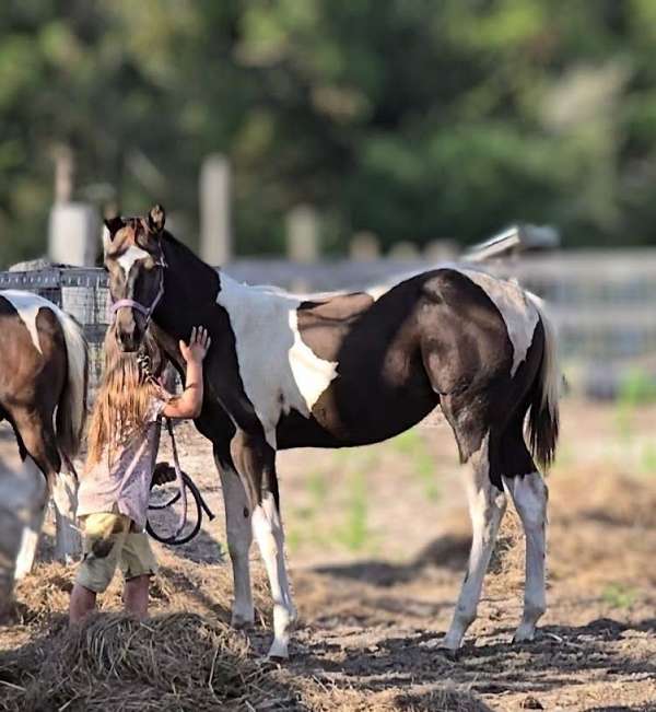 big-step-paint-horse