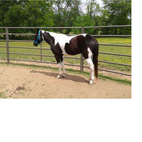 cowboy-mounted-shooting-spotted-spotted-saddle-horse