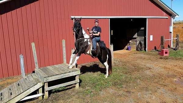 drill-team-spotted-spotted-saddle-horse