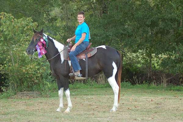 spotted-saddle-horse-for-sale