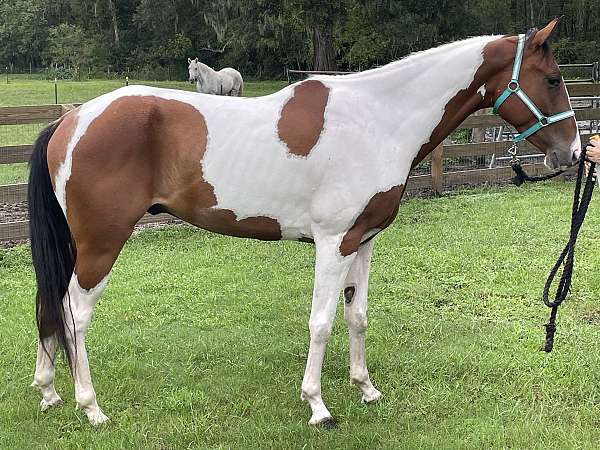 tobiano-paint-gelding