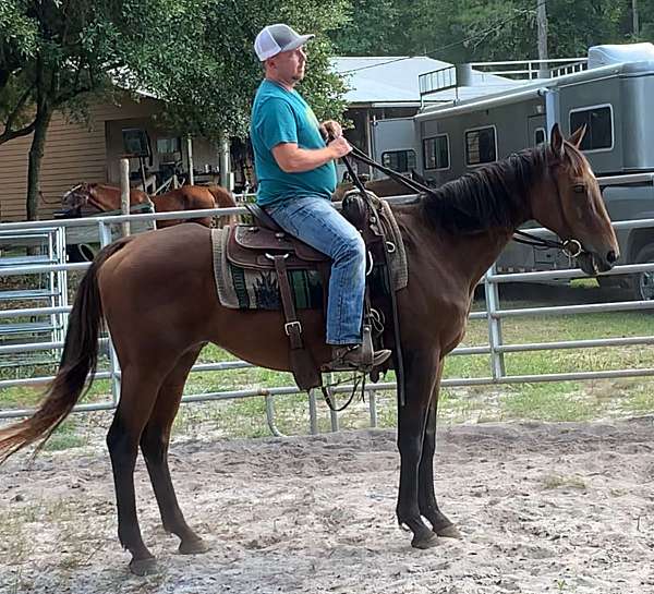 all-around-quarter-horse