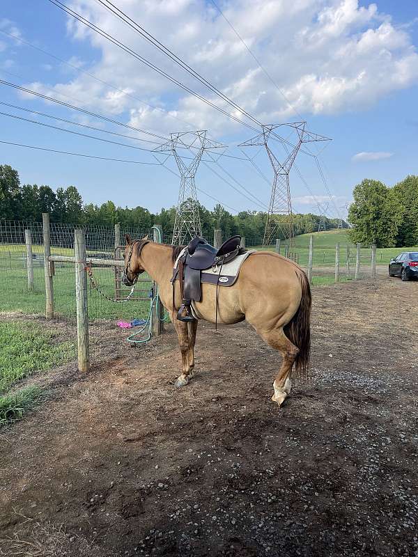 allergies-quarter-horse