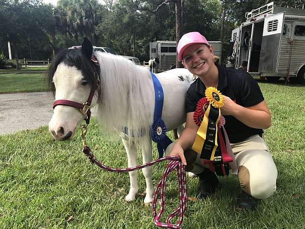 all-around-miniature-horse