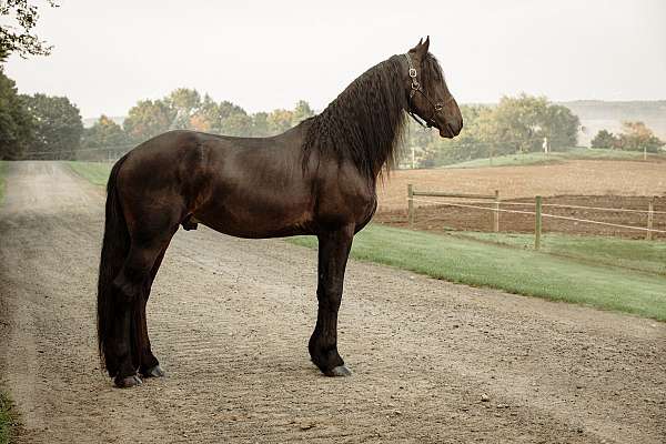 black-friesian-gelding