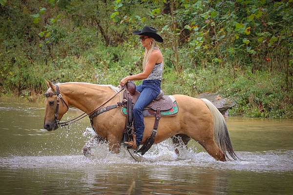 all-around-quarter-horse