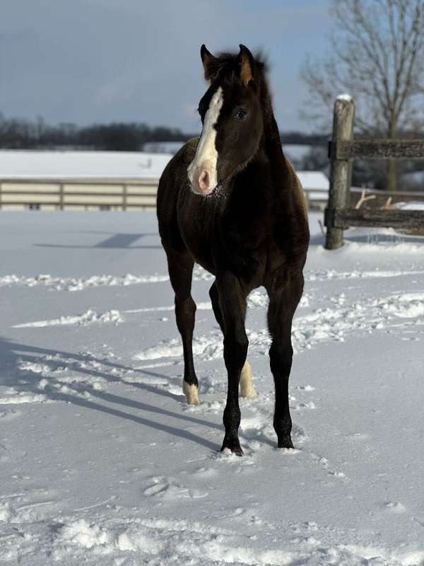 black-blaze-2-white-rear-socks-horse