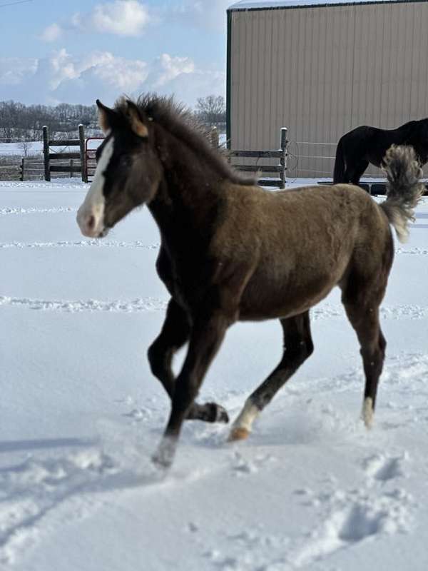 baby-rocky-mountain-horse