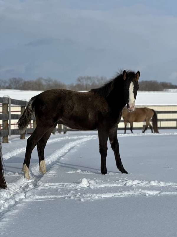 blaze-rocky-mountain-horse