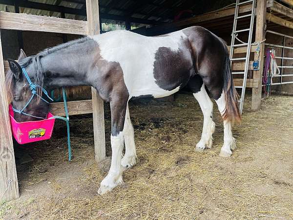 double-registered-friesian-gypsy-vanner-horse