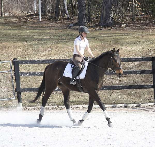 barn-thoroughbred-horse