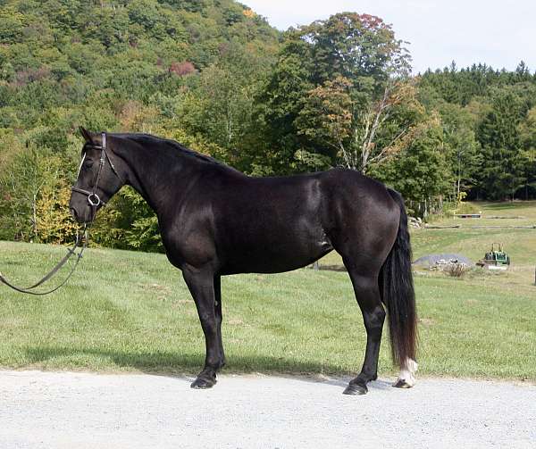 bathes-percheron-horse