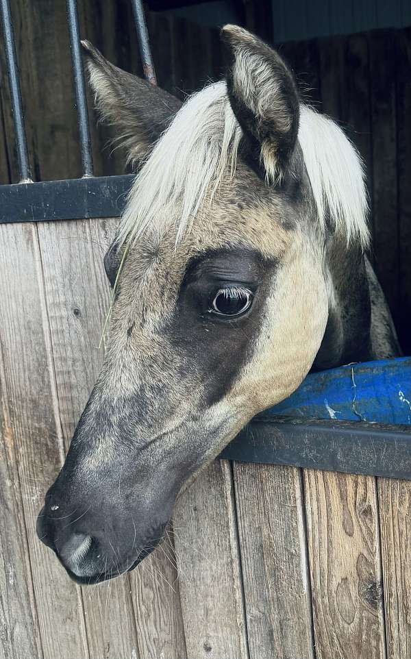 chocolate-white-rocky-mountain-stallion