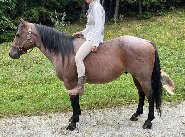 red-roan-black-points-horse