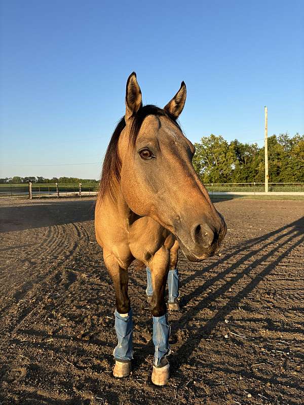 buckskin-dun-companion-horse