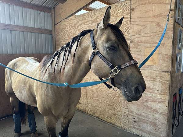 buckskin-gelding-for-sale