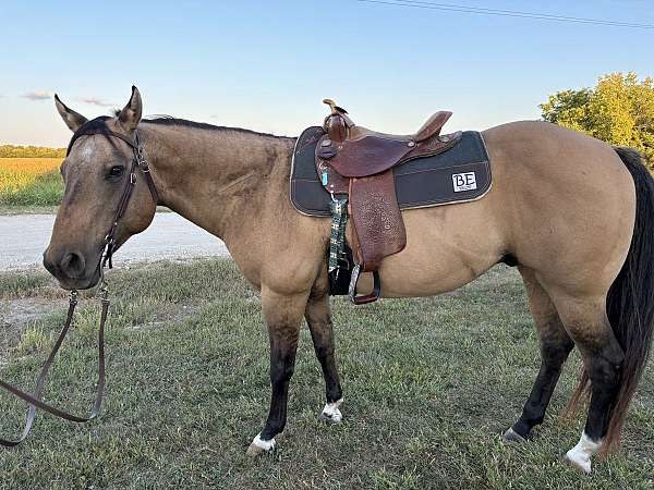 buckskin-quarter-horse-gelding