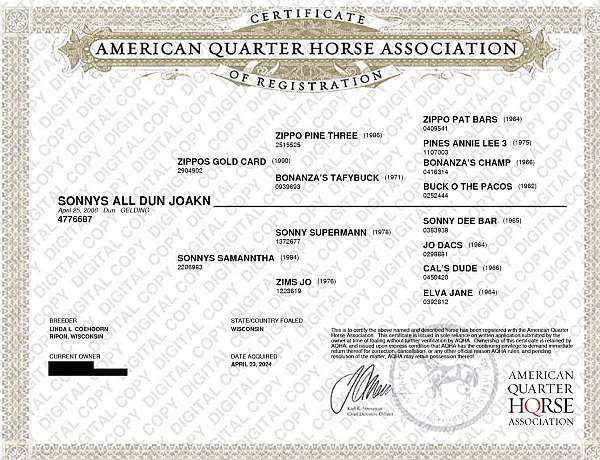 14-hand-quarter-horse-gelding