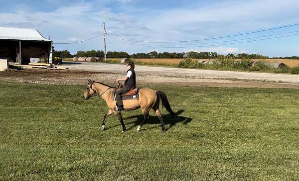 buckskin-quarter-horse-for-sale