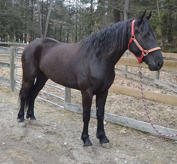 Friesian Sport Horse Gelding