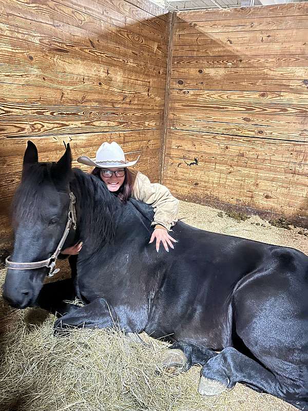 fun-horse-to-ride-friesian