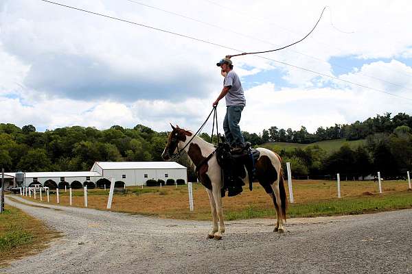 spotrt-horse-spotted-saddle