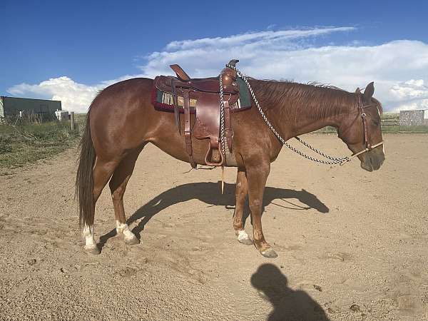 quarter-horse-mare