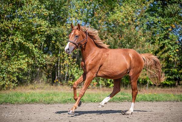 flaxen-mane-hunter-colt-mare