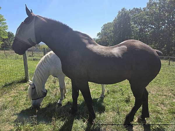 athletic-percheron-horse