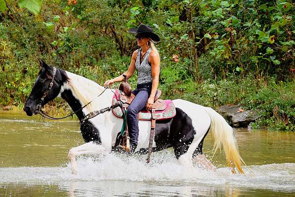 all-around-spotted-saddle-horse