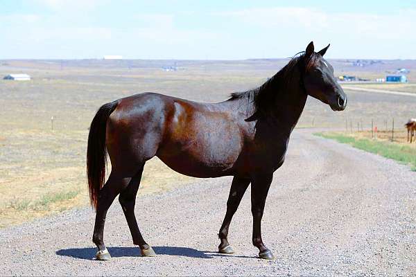 black-see-pics-horse