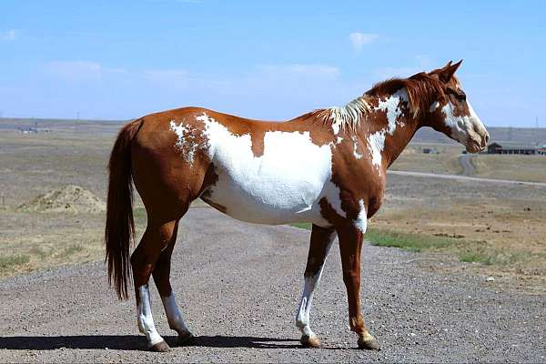 sorrel-overo-horse