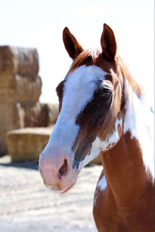 kid-safe-paint-horse