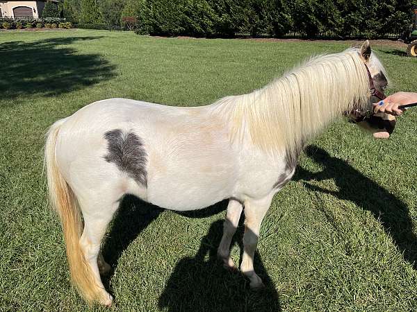 all-papers-miniature-horse