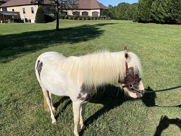 flowing-miniature-horse