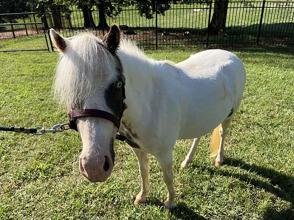 gypsy-miniature-horse