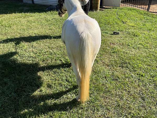 young-rider-miniature-horse