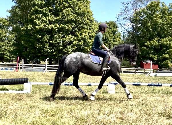 cowboy-mounted-shooting-friesian-pony